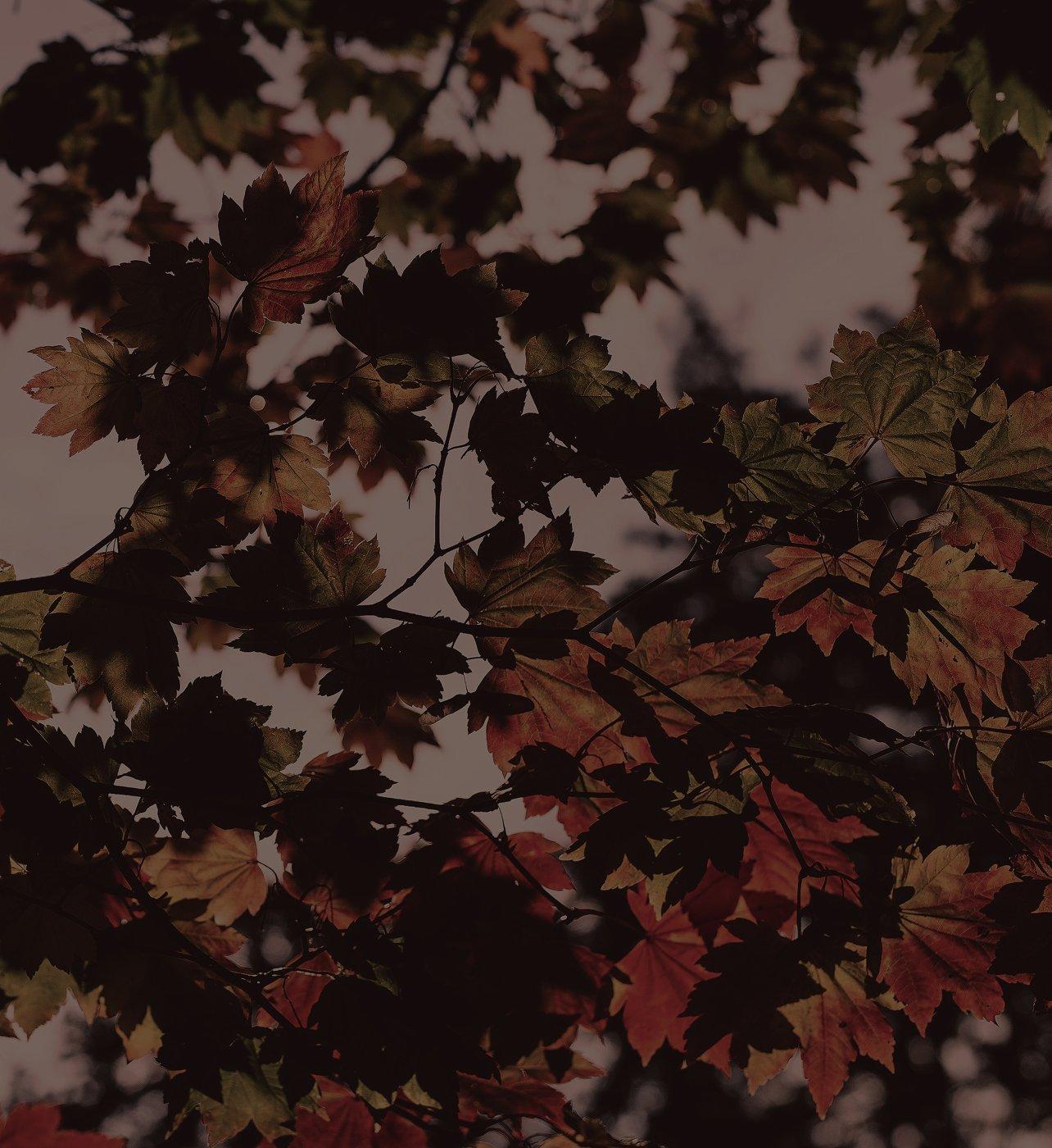 A close-up nature photo looking up through tree branches covered in maple leaves in shades of orange, red, and dark green, backlit against a hazy pale sky. No people or text appear in the image.