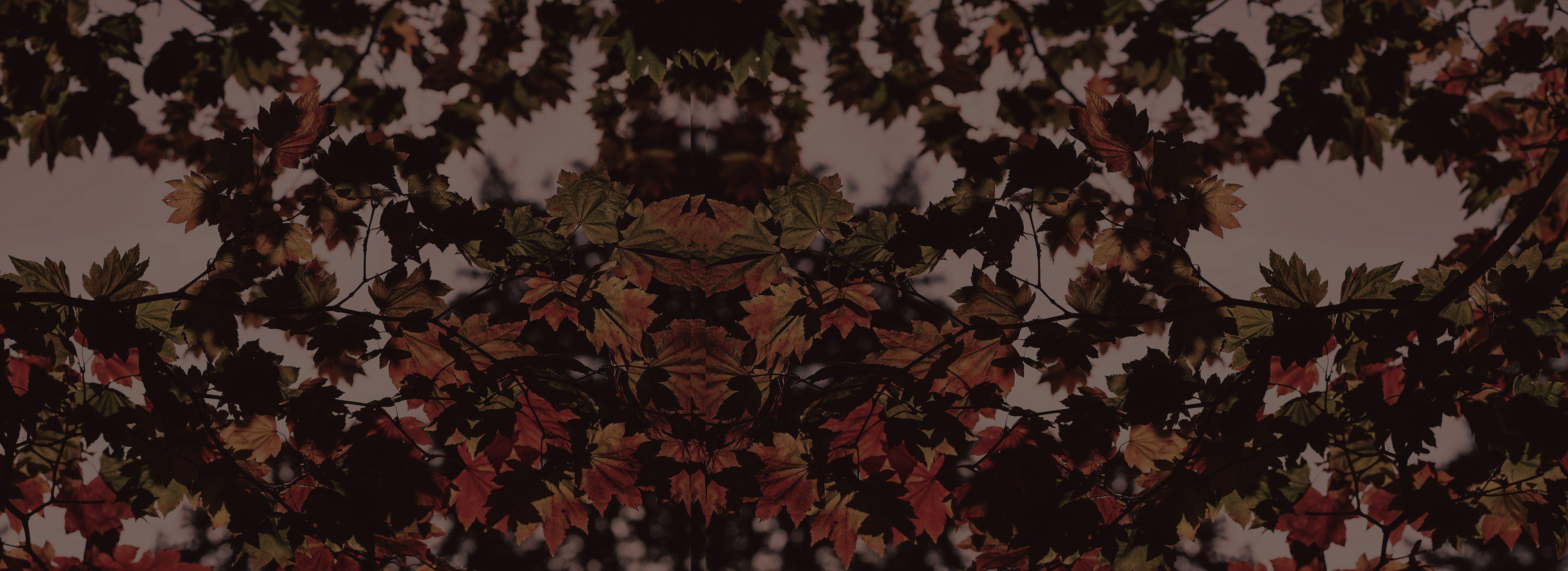A close-up nature photo looking up through tree branches covered in maple leaves in shades of orange, red, and dark green, backlit against a hazy pale sky. No people or text appear in the image.